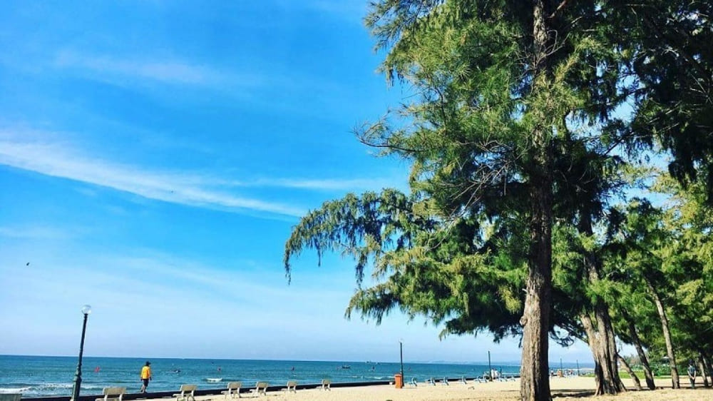 Doi Duong Beach surrounded by lush green poplar forest creating a unique urban coastal oasis
